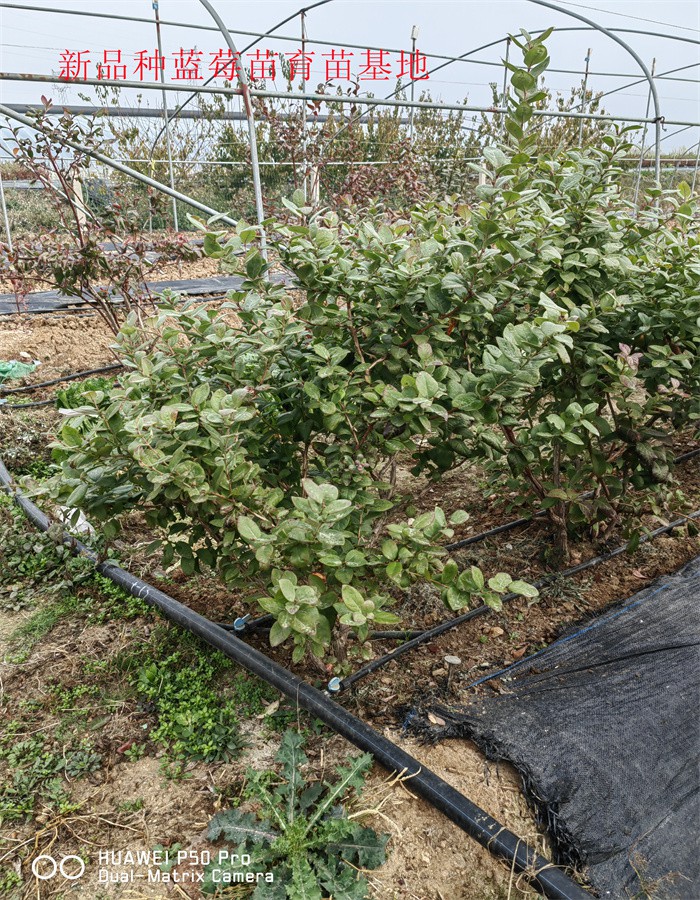 1-3年陆地蓝莓苗栽培技术