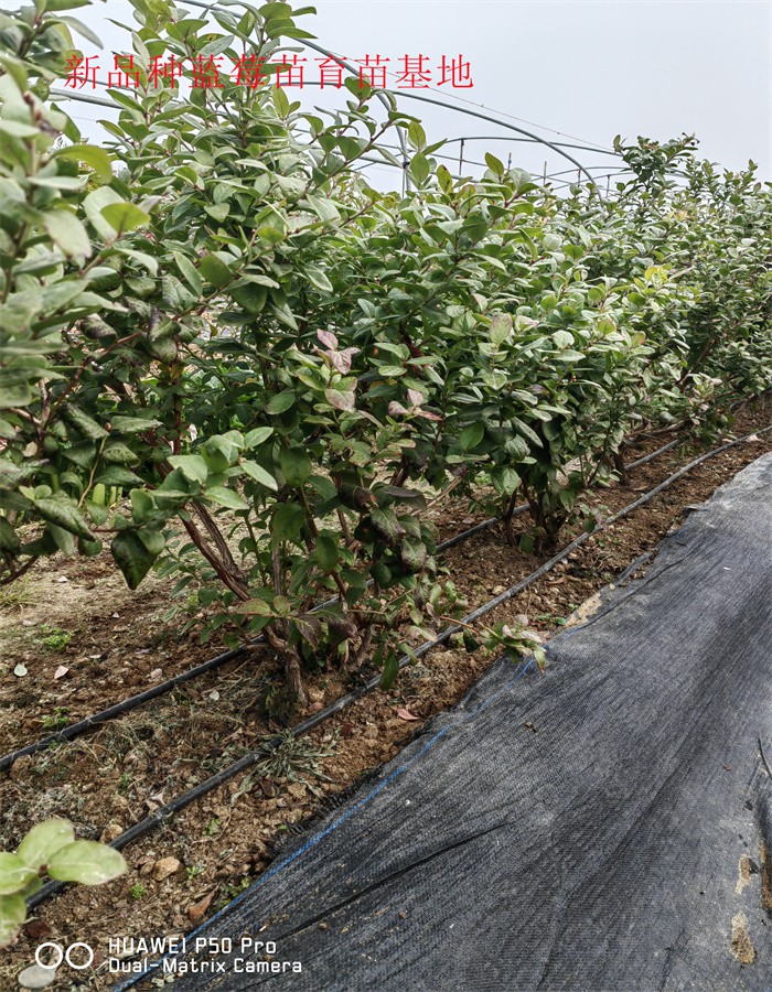 新高蓝莓苗适合哪里种植