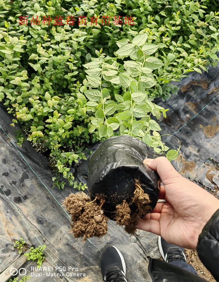 2-3年新品种蓝莓苗—新品种蓝莓苗生长习性