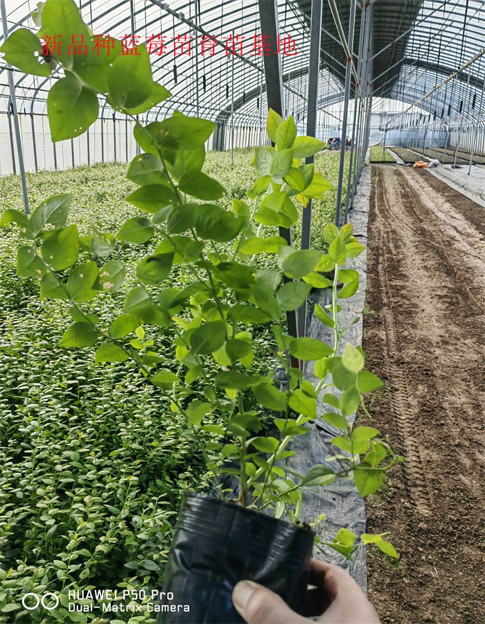 内蒙古2-3年莱宝蓝莓苗丨莱宝蓝莓苗生长习性