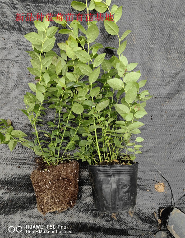 2-3年耐寒蓝莓苗—新品种蓝莓苗种植介绍