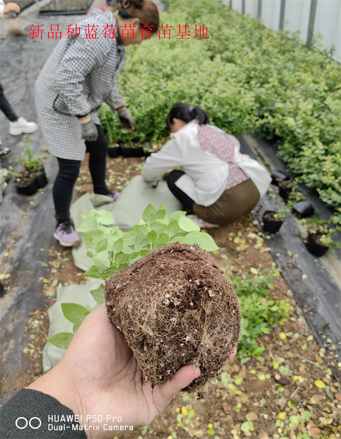 2-3年大棚蓝莓苗—新品种蓝莓苗种植要求