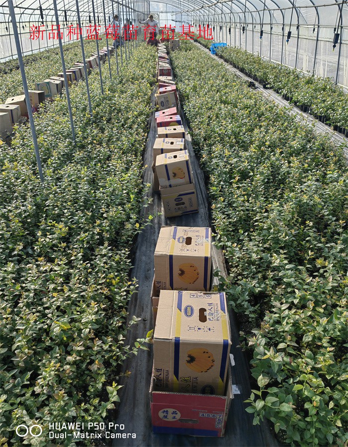 2-3年大棚蓝莓苗—新品种蓝莓苗的优点
