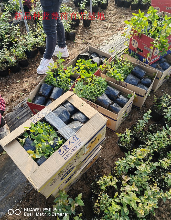 安徽池州新品种蓝莓苗生长习性