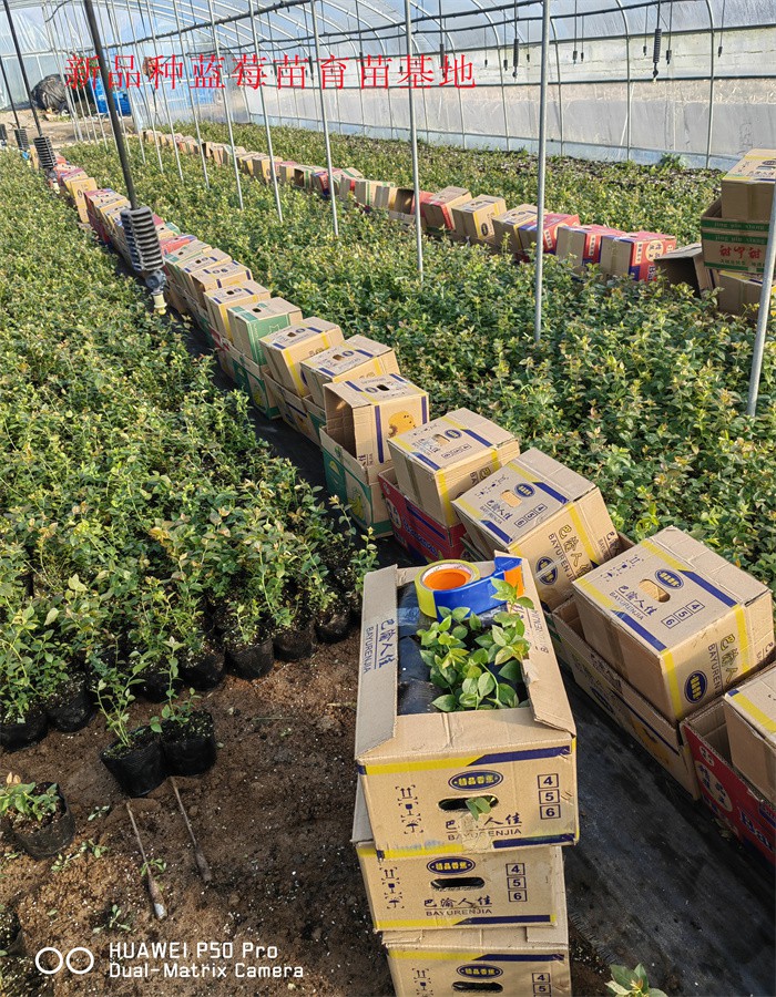 福建泉州蓝莓苗适合哪里种植