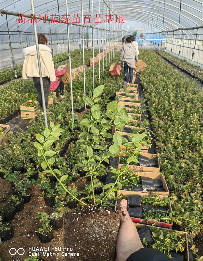 2-3年新品种蓝莓苗—新品种蓝莓苗生长习性