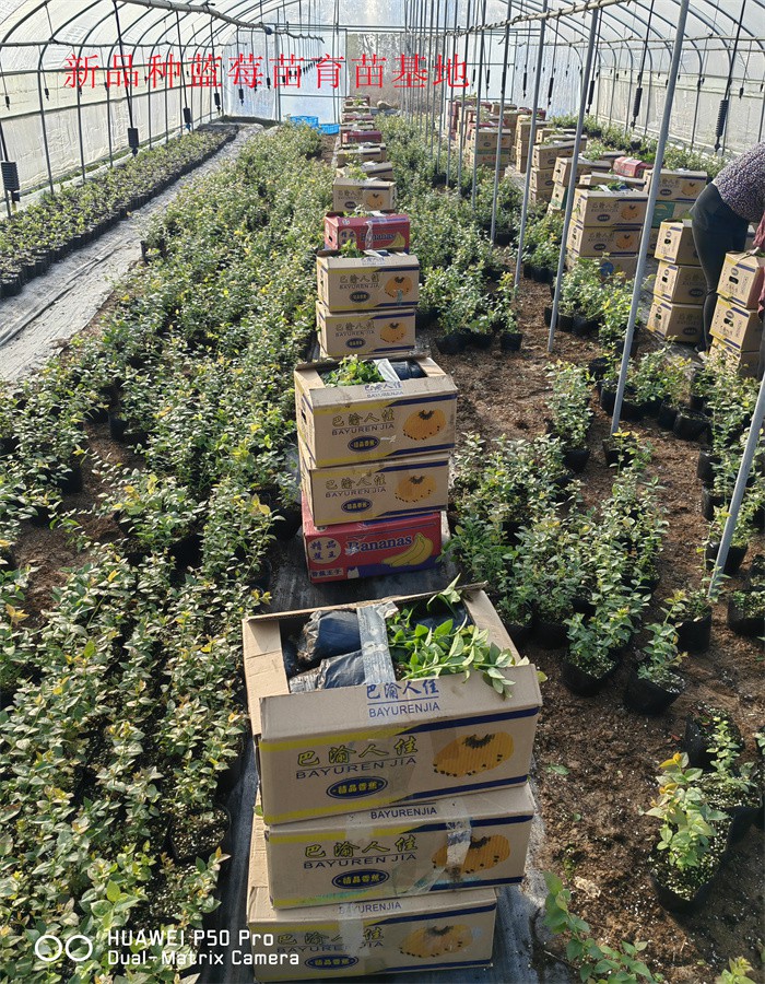 青海2-3年L25蓝莓苗丨L25蓝莓苗种植要求