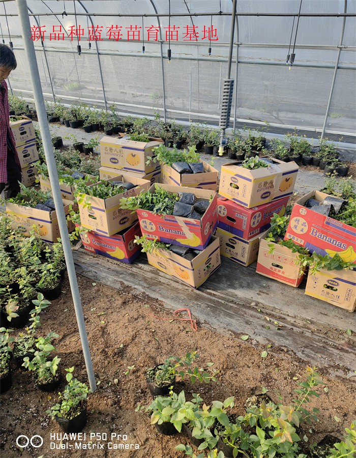 2-3年绿宝石蓝莓苗种植要求
