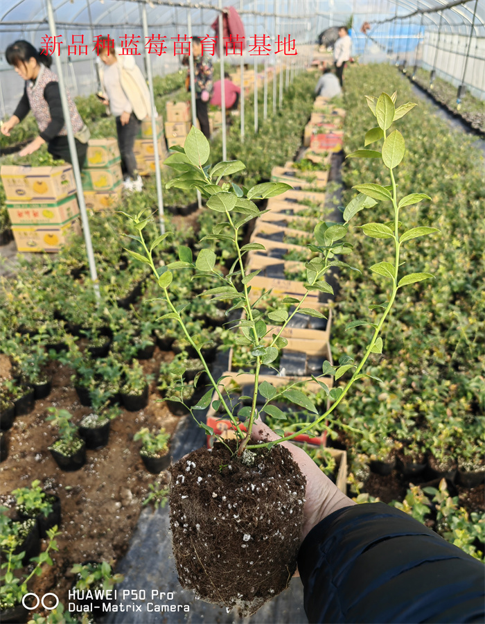 2-3年丰产蓝莓苗—新品种蓝莓苗什么时候栽种合适