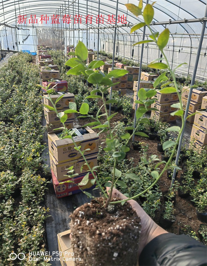 大杯蓝莓苗丨丰产蓝莓苗值得发展的新品种