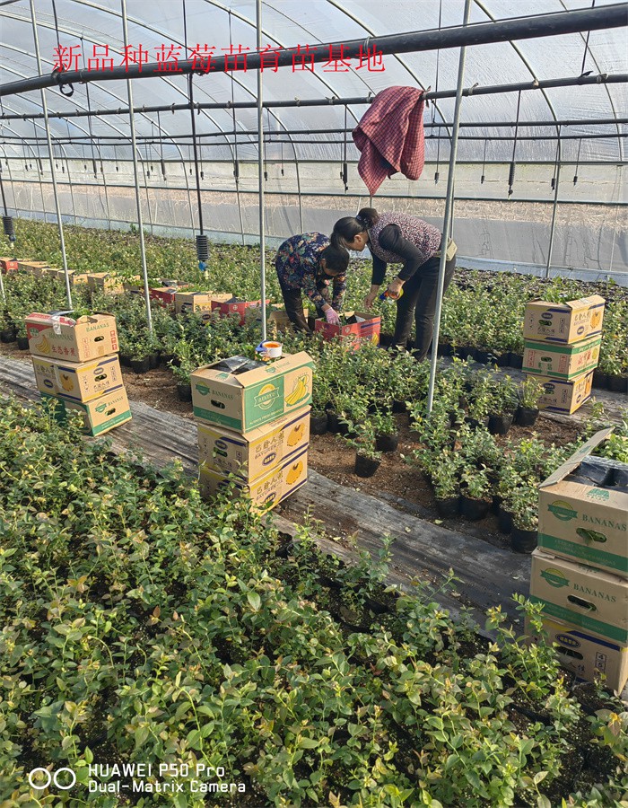 2-3年蓝莓苗新品种—新品种蓝莓苗什么时候栽种合适