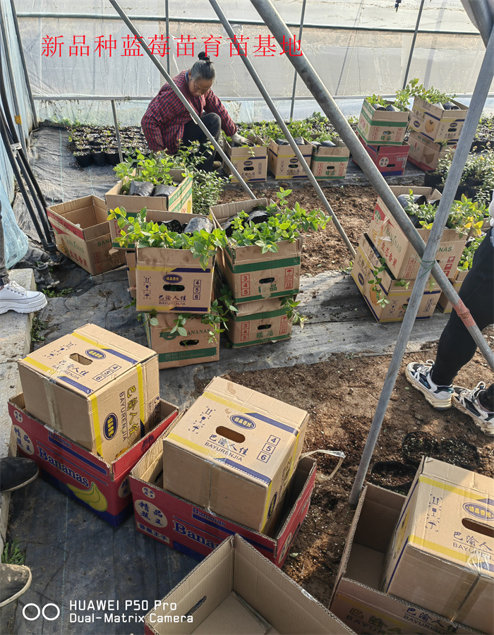 2-3年大棚蓝莓苗—新品种蓝莓苗生长习性