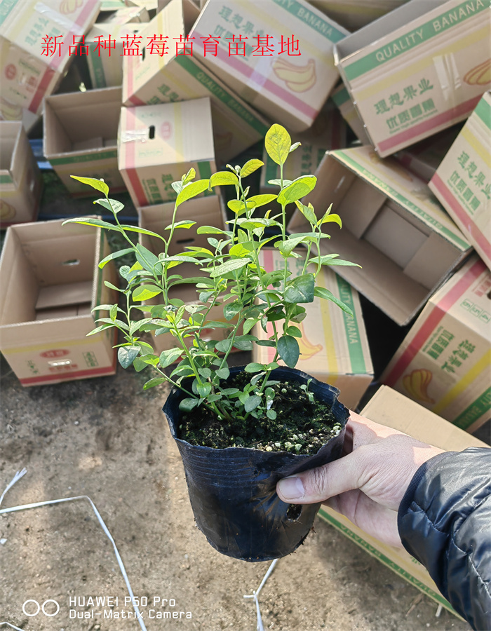重庆2-3年H5蓝莓苗丨H5蓝莓苗才卖多少钱