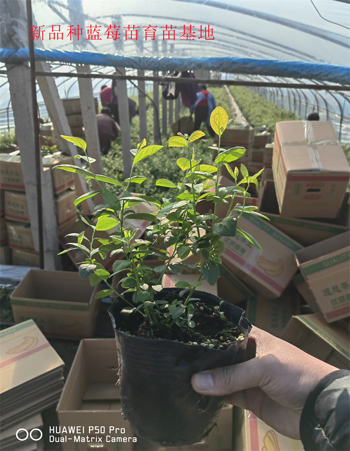 江苏泰州新品种蓝莓苗新品种推荐