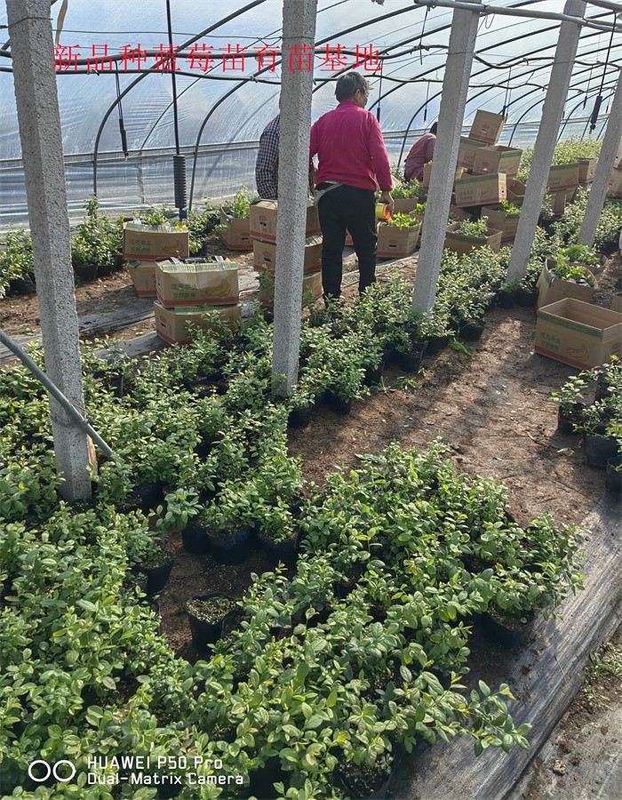 甘肃天水新品种蓝莓苗亩栽种多少棵