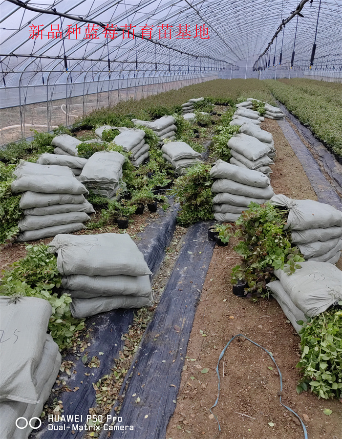 2-3年丰产蓝莓苗—新品种蓝莓苗生长习性