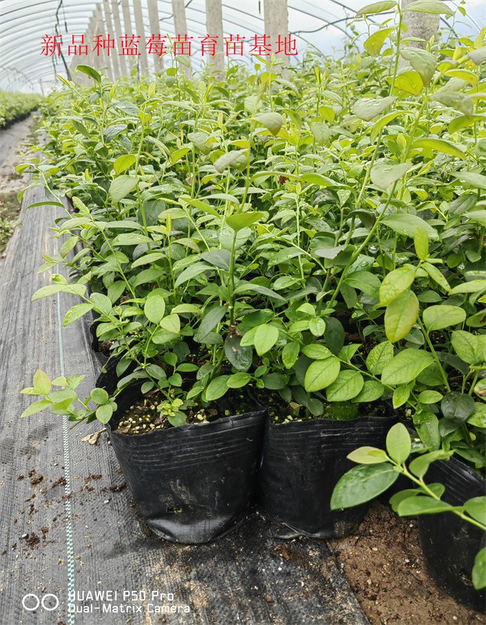 黑龙江鹤岗新品种蓝莓苗亩栽种多少棵