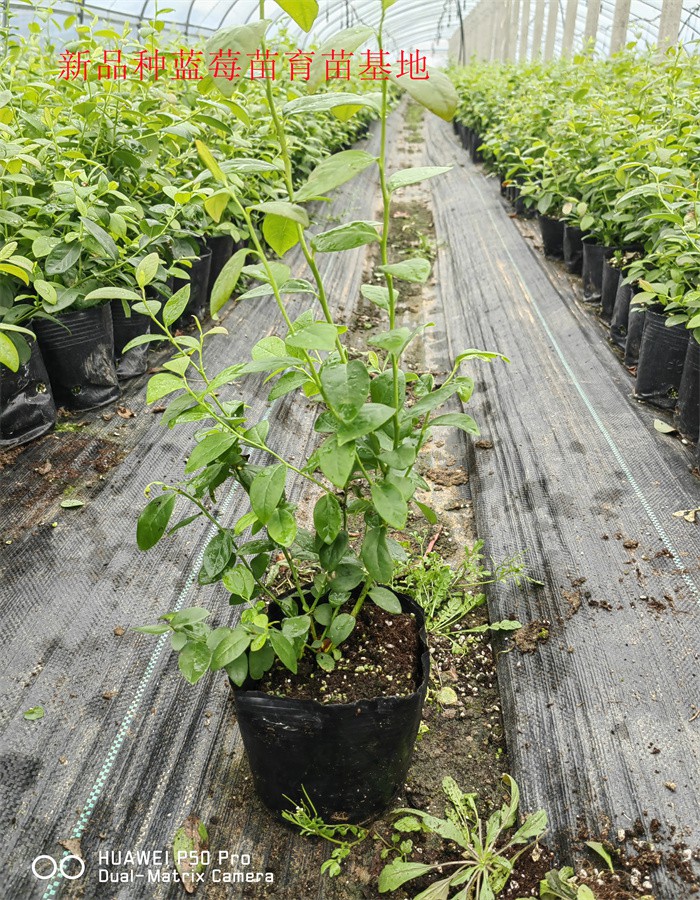 2-3年上市早的蓝莓苗—新品种蓝莓苗栽培技术