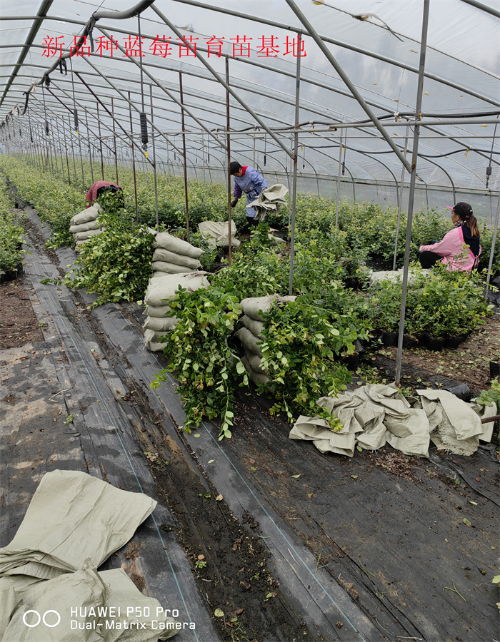 湖南怀化新品种蓝莓苗生长习性