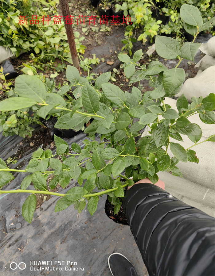 2-3年陆地蓝莓苗—新品种蓝莓苗亩产多少斤