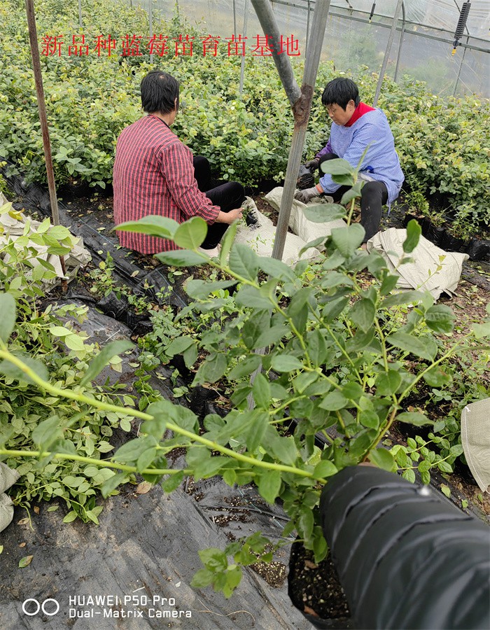 山东烟台新品种蓝莓苗几年丰产