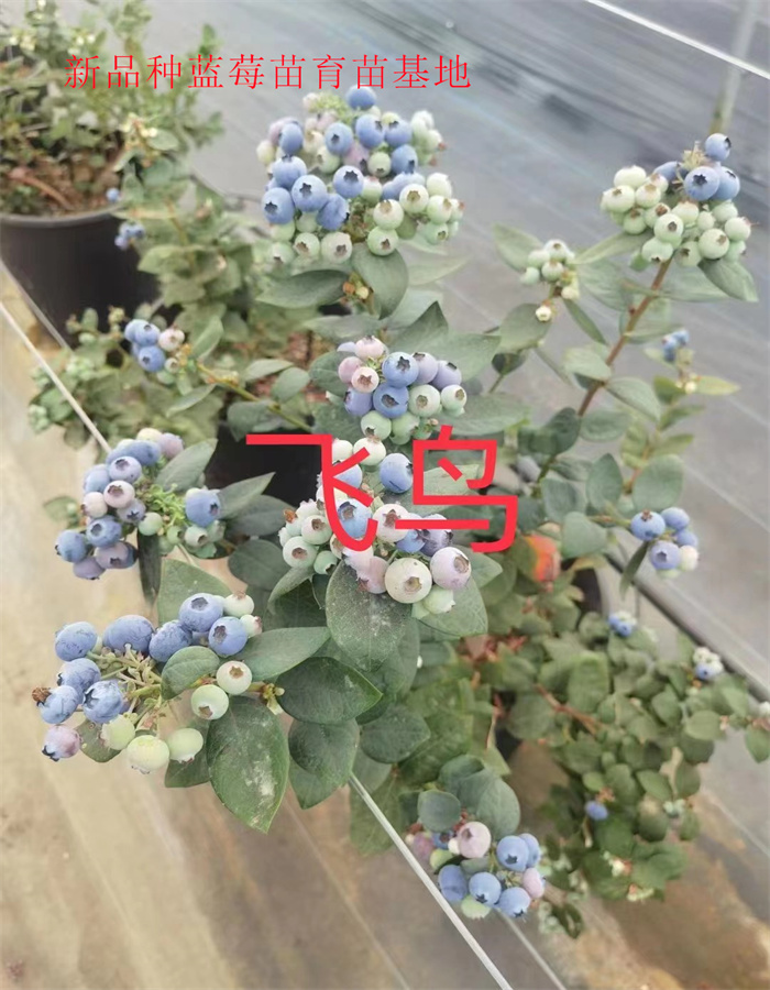 2-3年上市早的蓝莓苗—新品种蓝莓苗栽培技术