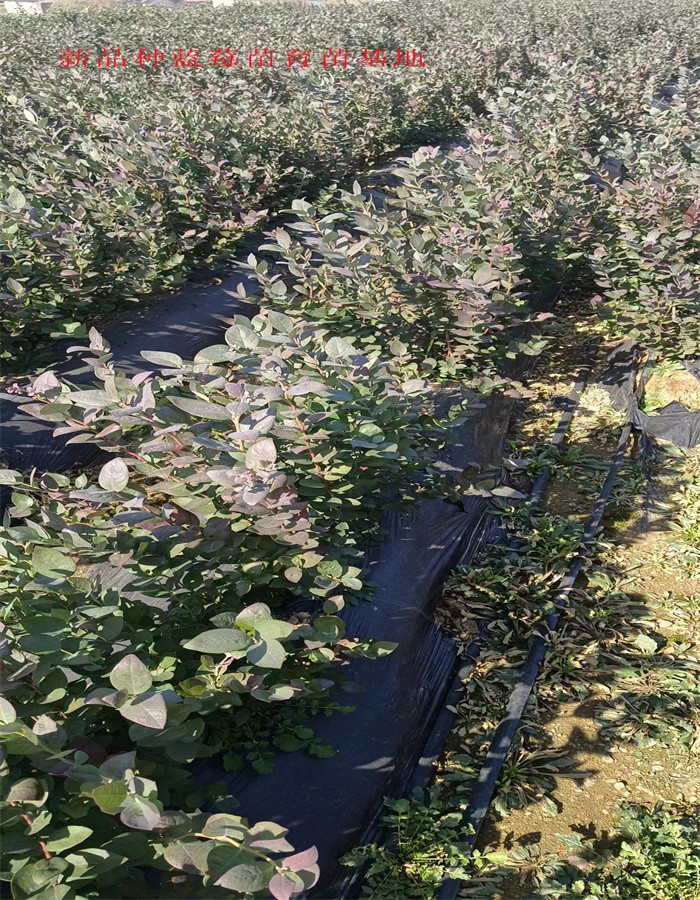 新品种北高丛蓝莓苗适合哪里种植